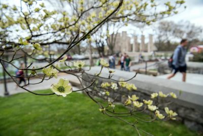 Blooms on campus