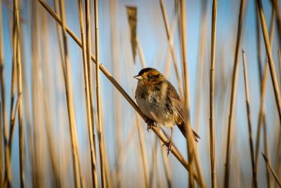 A bird with orange and brown feathers is perched on a reed.