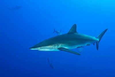 A shark in the open ocean.