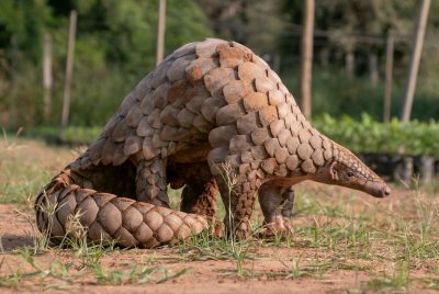 A pangolin. 