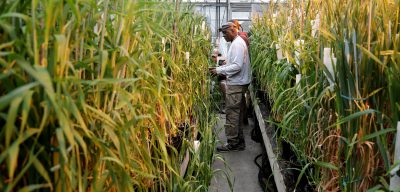 rural research in greenhouse