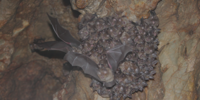 Horseshoe bats