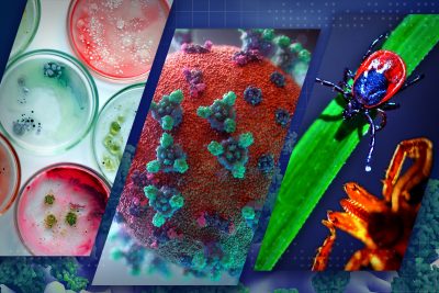 The funded projects this year will address food-borne pathogen microbes (left), severe acute respiratory syndrome coronavirus 2 (middle), and the tick that causes Lyme Disease. Illustration courtesy of Alex Crookshanks for Virginia Tech.