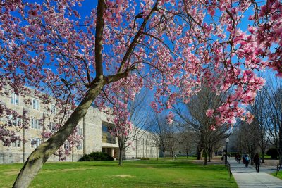 Pink magnolia tree blooms on Virginia Tech campus. 