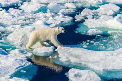 Two polar bear cubs, looking outwards, walking on the ice pack across a deep blue ocean in the Arctic Circle, Barentsoya, Svalbard, Norway